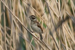 Emberiza schoeniclus