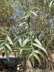 Salix alba alba
