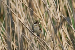Emberiza schoeniclus