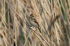 Emberiza schoeniclus