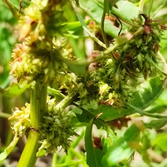 Rumex palustris
