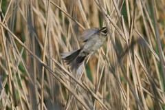 Emberiza schoeniclus