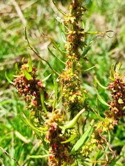 Rumex palustris