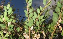 Pteleopsis myrtifolia