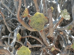 Aeonium arboreum