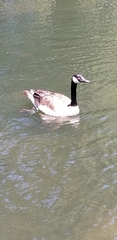 Branta canadensis