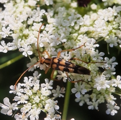 Strangalia luteicornis