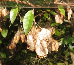 Pteleopsis myrtifolia