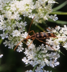 Strangalia luteicornis