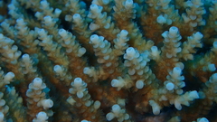 Acropora tenuis