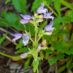 Penstemon rattanii