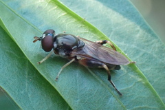 Chalcosyrphus metallicus