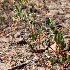 Polygonum cascadense