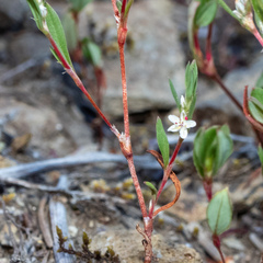 Polygonum cascadense