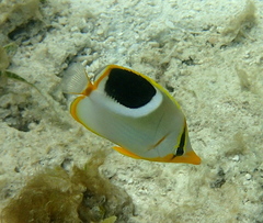 Chaetodon ephippium
