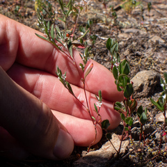 Polygonum cascadense