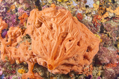 Spirastrella cunctatrix