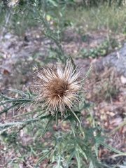 Cirsium vulgare