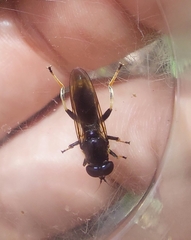Xylota sylvarum