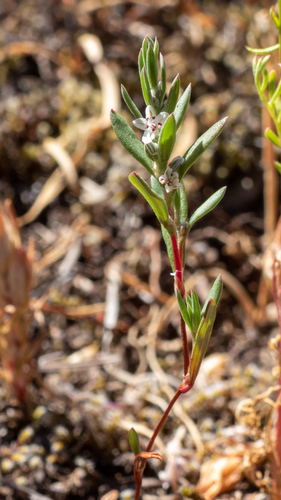 Cascade Knotweed (Polygonum cascadense)