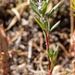 Cascade Knotweed - Photo (c) Jeff Ward, some rights reserved (CC BY-NC-SA), uploaded by Jeff Ward