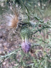 Cirsium vulgare