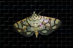 Pardomima callixantha