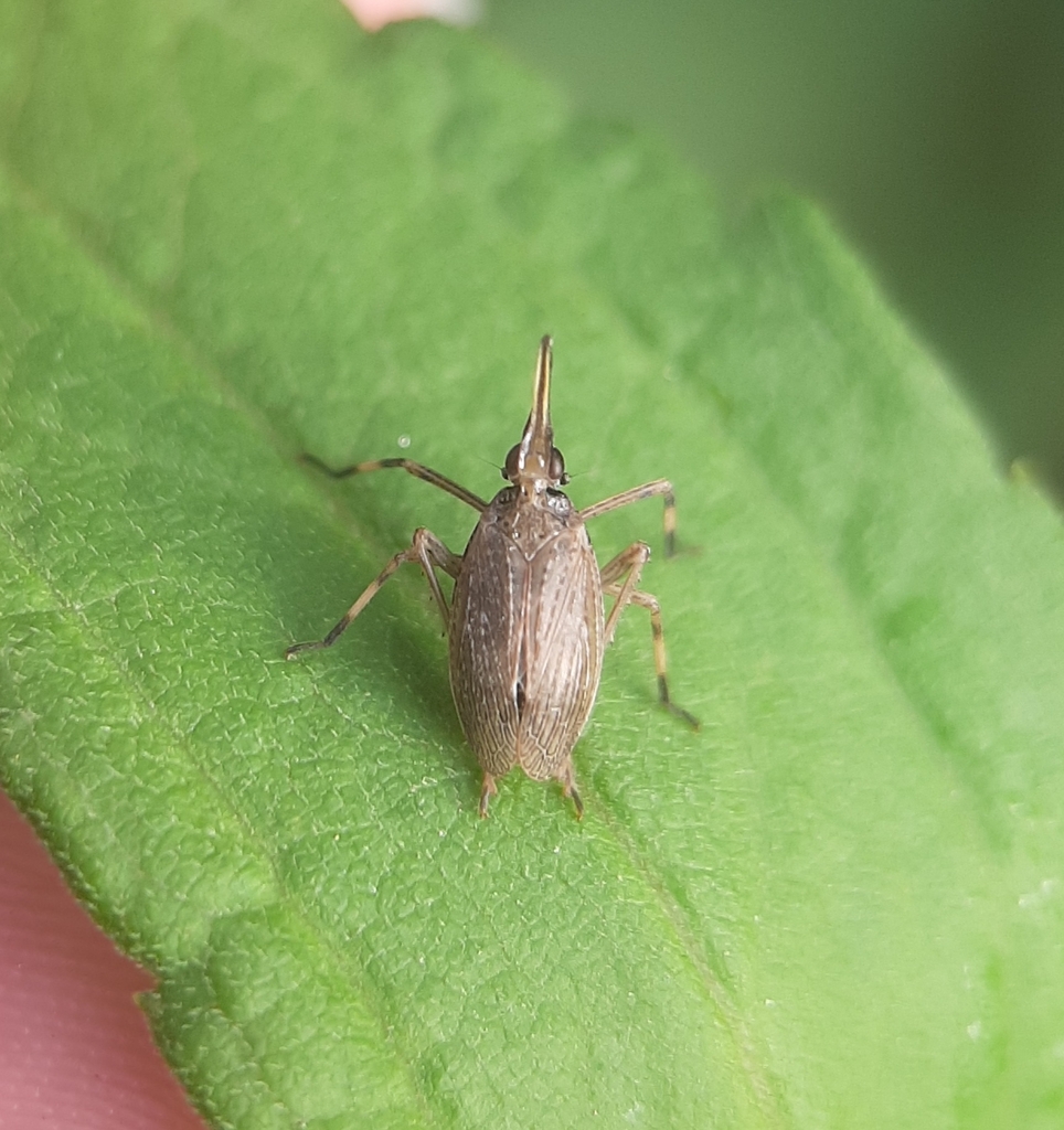 Partridge Planthopper from Silver Lake, Providence, RI, USA on July 16