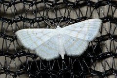 Scopula sincera