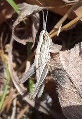 Euchorthippus elegantulus