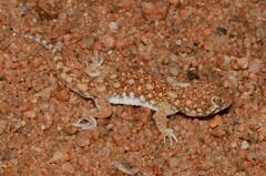 Ptenopus garrulus maculatus