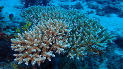 Acropora tenuis