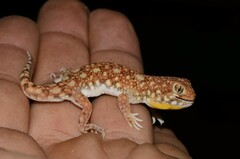 Ptenopus garrulus maculatus