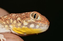 Ptenopus garrulus maculatus