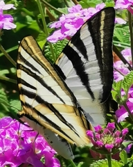 Iphiclides feisthamelii
