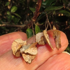 Pteleopsis myrtifolia