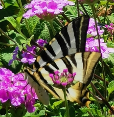 Iphiclides feisthamelii