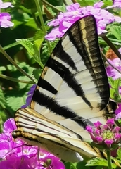 Iphiclides feisthamelii