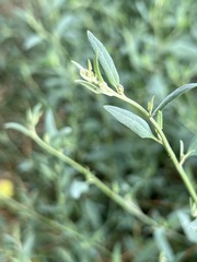 Polygonum aviculare