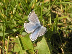 Icaricia saepiolus