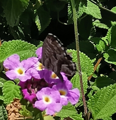 Cacyreus marshalli