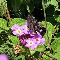 Cacyreus marshalli