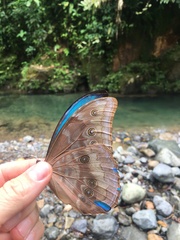 Morpho menelaus amathonte