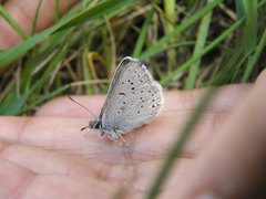 Icaricia saepiolus