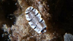 Prostheceraeus floridanus