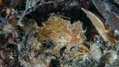 Antennarius pauciradiatus