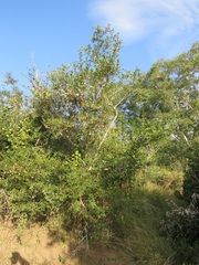 Pteleopsis myrtifolia