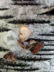 Hohenbuehelia angustata