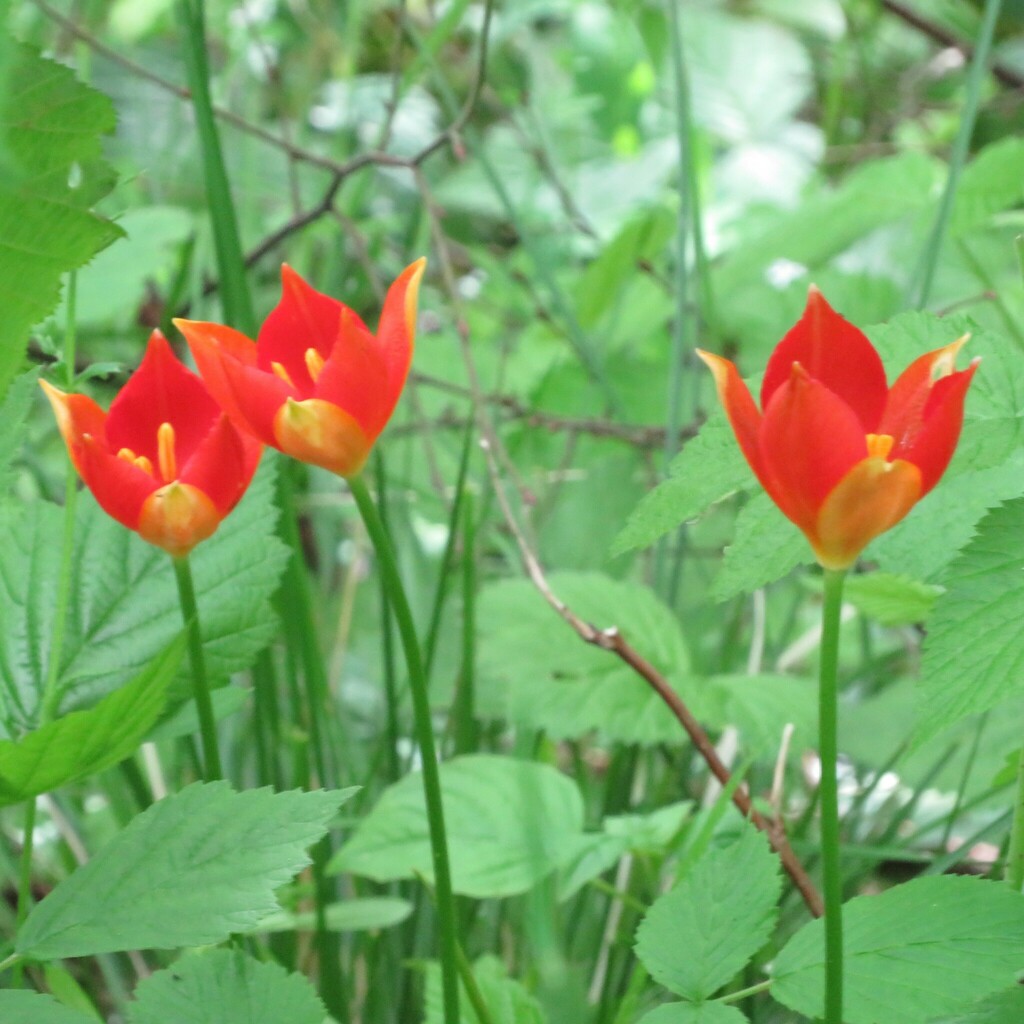 Tulipa sprengeri; photograph (c) R Clarke, some rights reserved (CC BY)