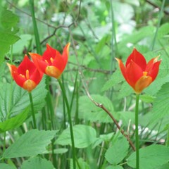 Tulipa sprengeri